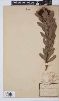 Leucospermum rodolentum image