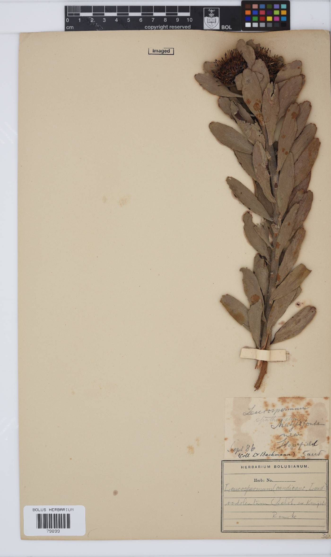 Leucospermum rodolentum image