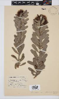 Leucospermum rodolentum image