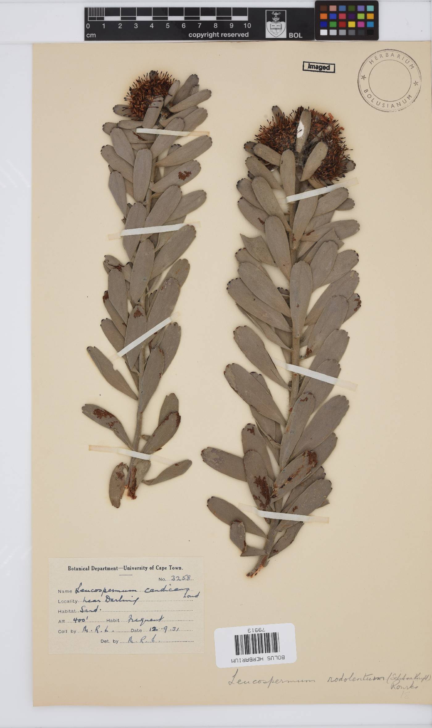 Leucospermum rodolentum image
