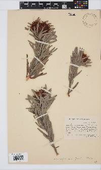 Leucospermum parile image
