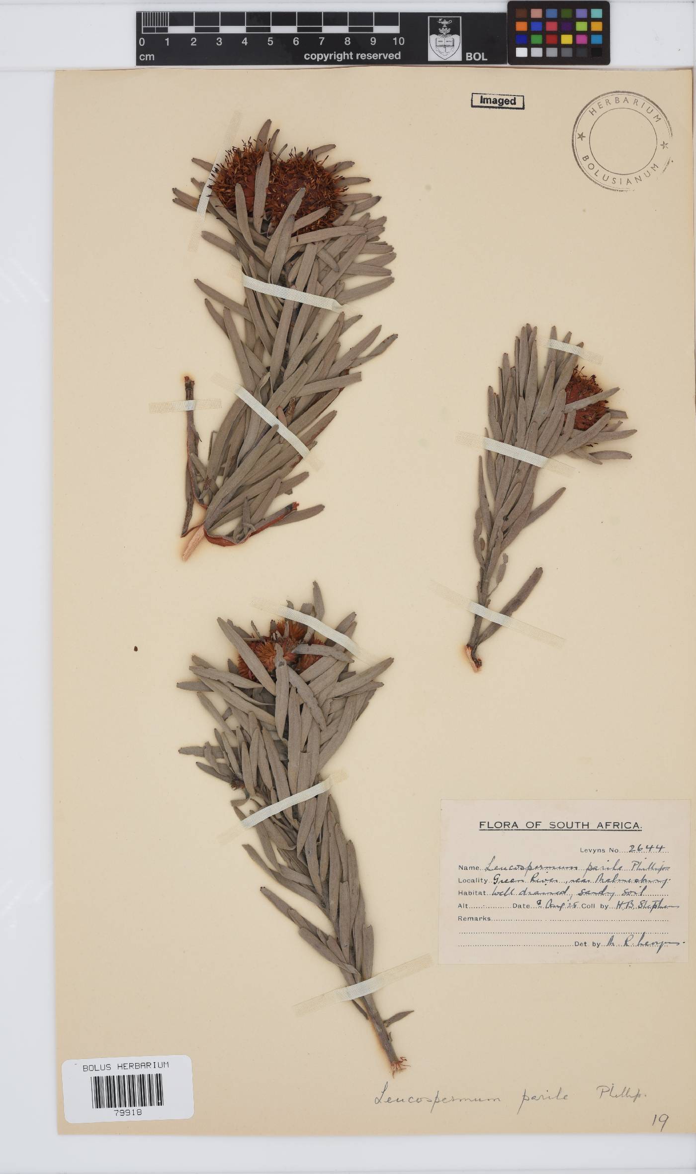 Leucospermum parile image