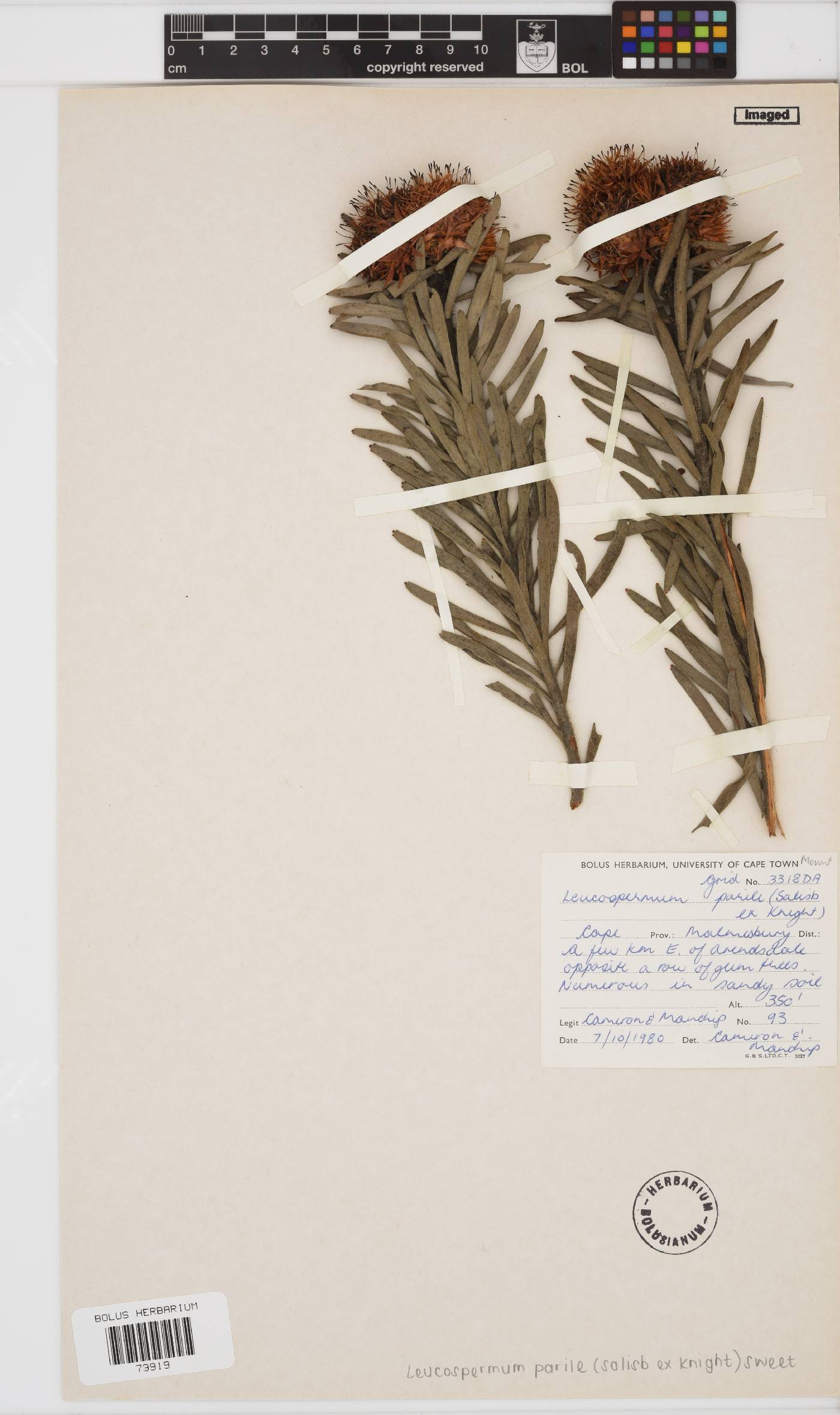 Leucospermum parile image