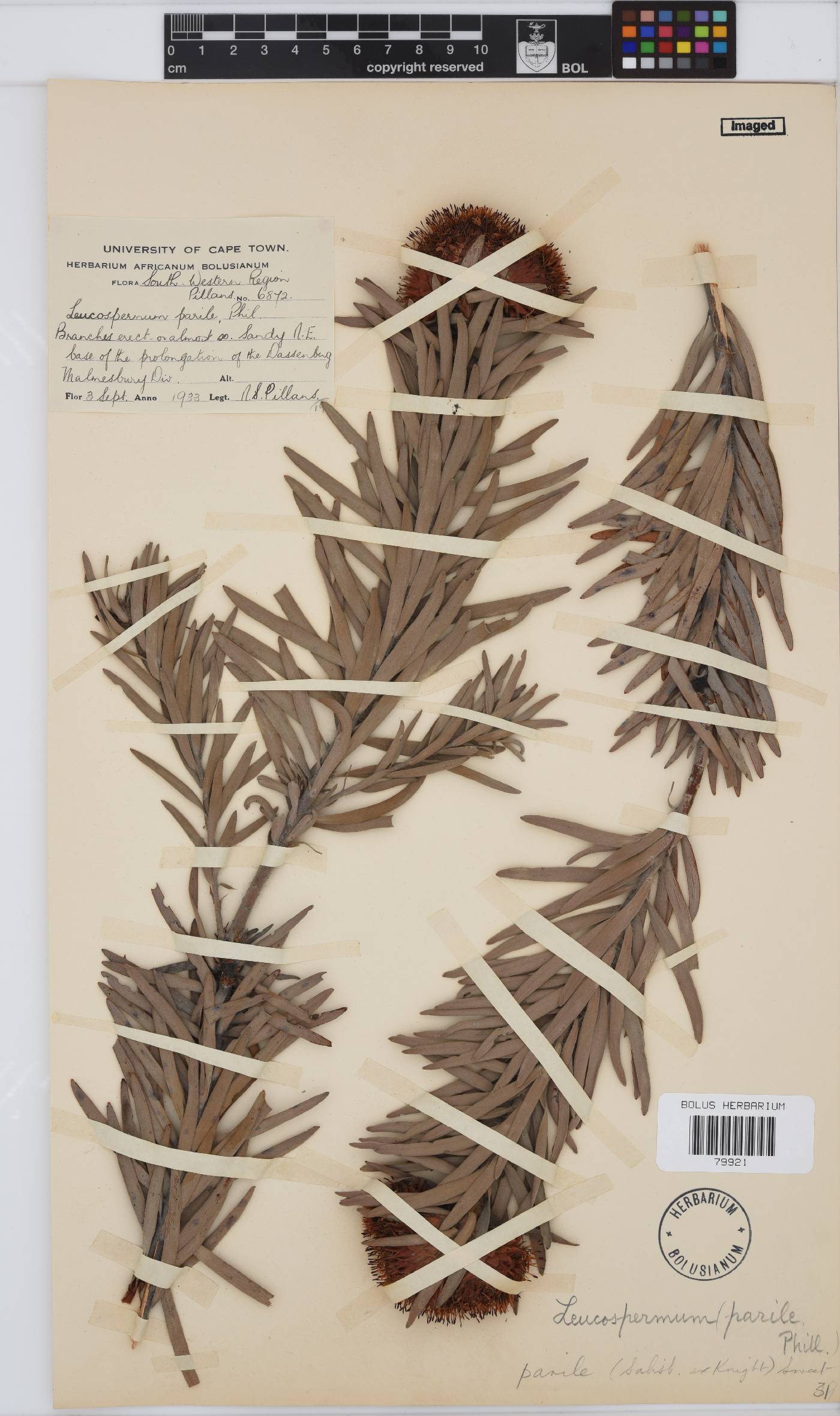Leucospermum parile image