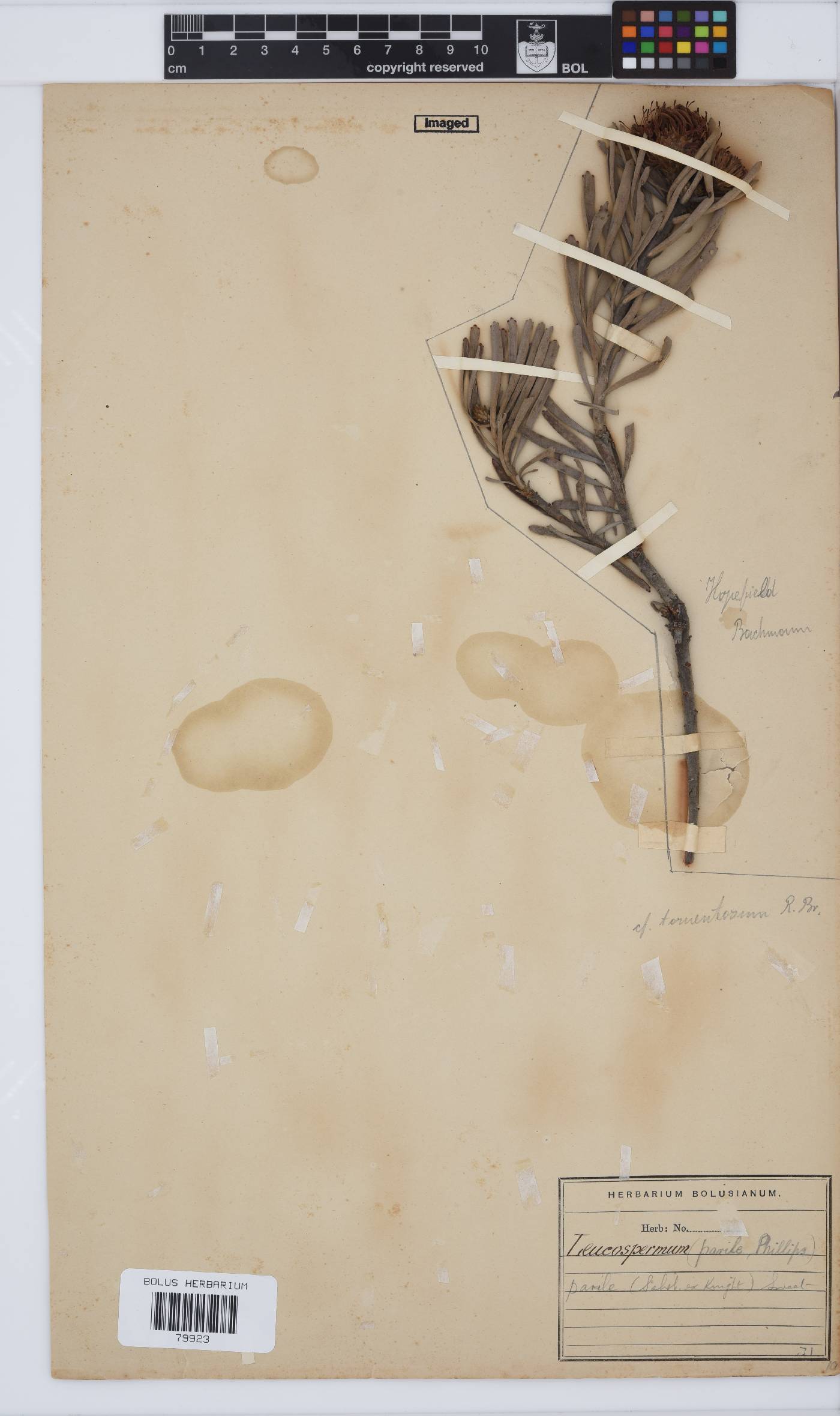 Leucospermum parile image