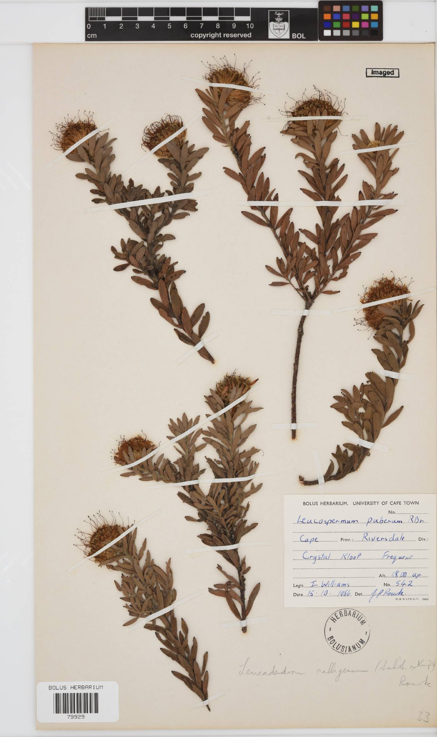 Leucospermum calligerum image