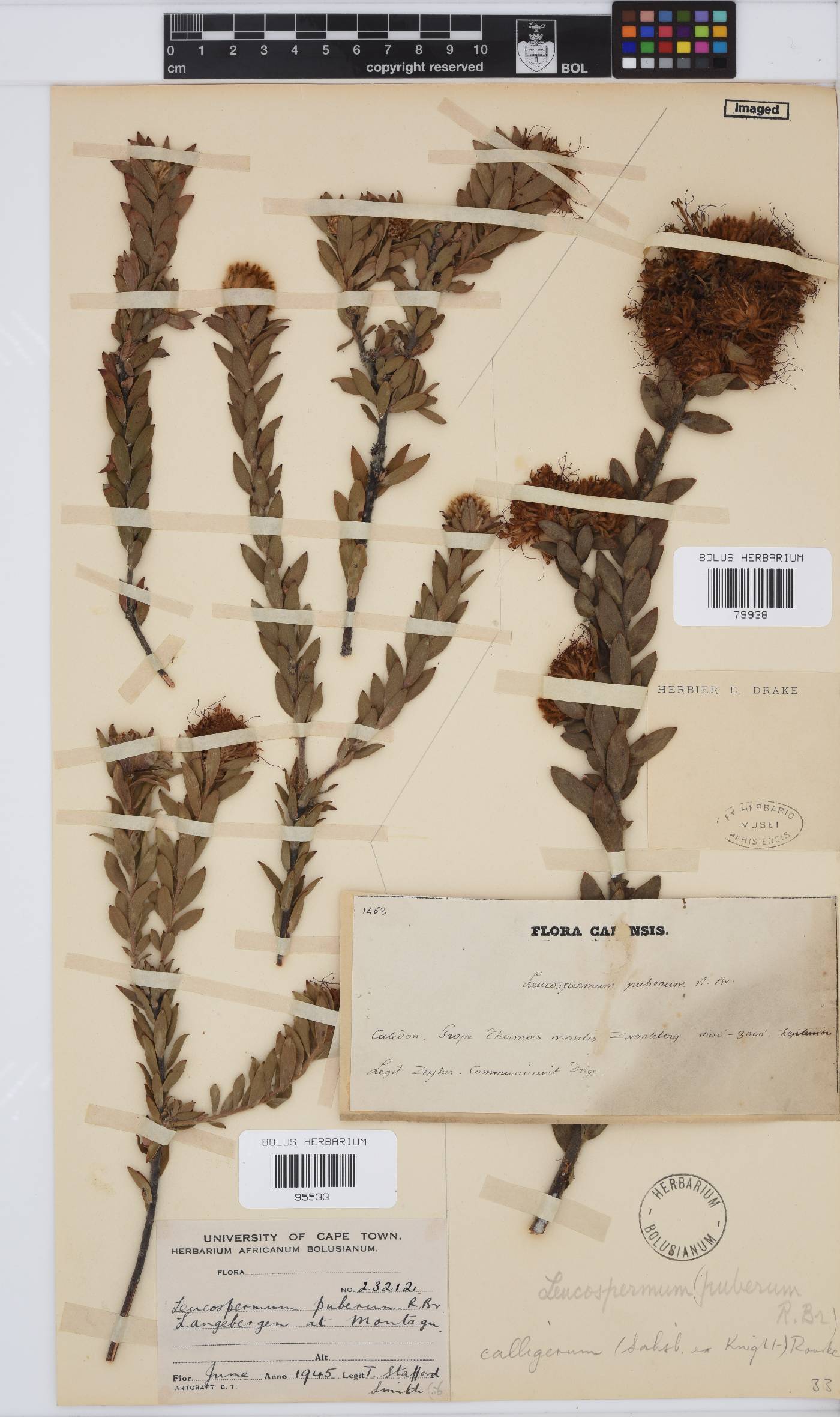 Leucospermum calligerum image