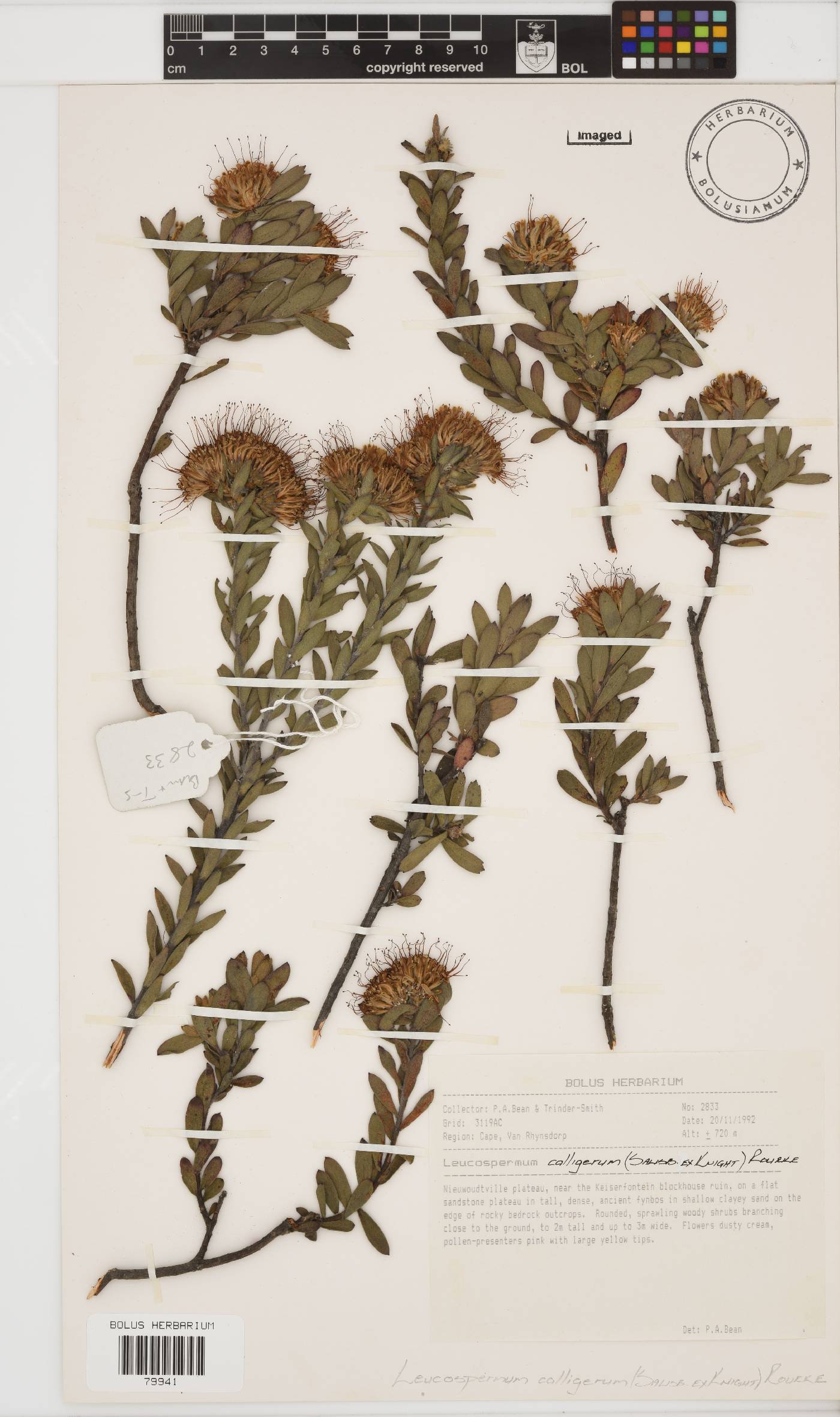 Leucospermum calligerum image