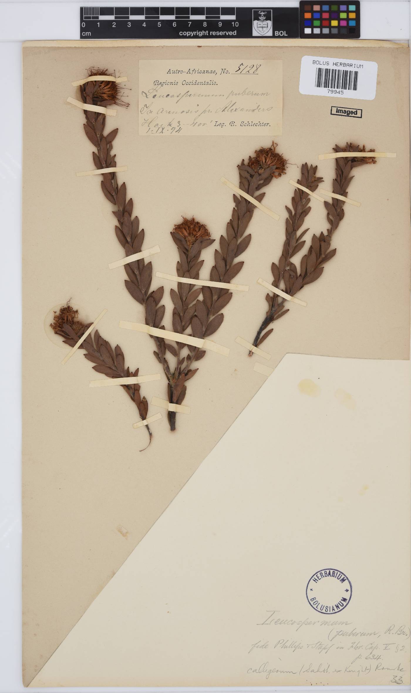 Leucospermum calligerum image