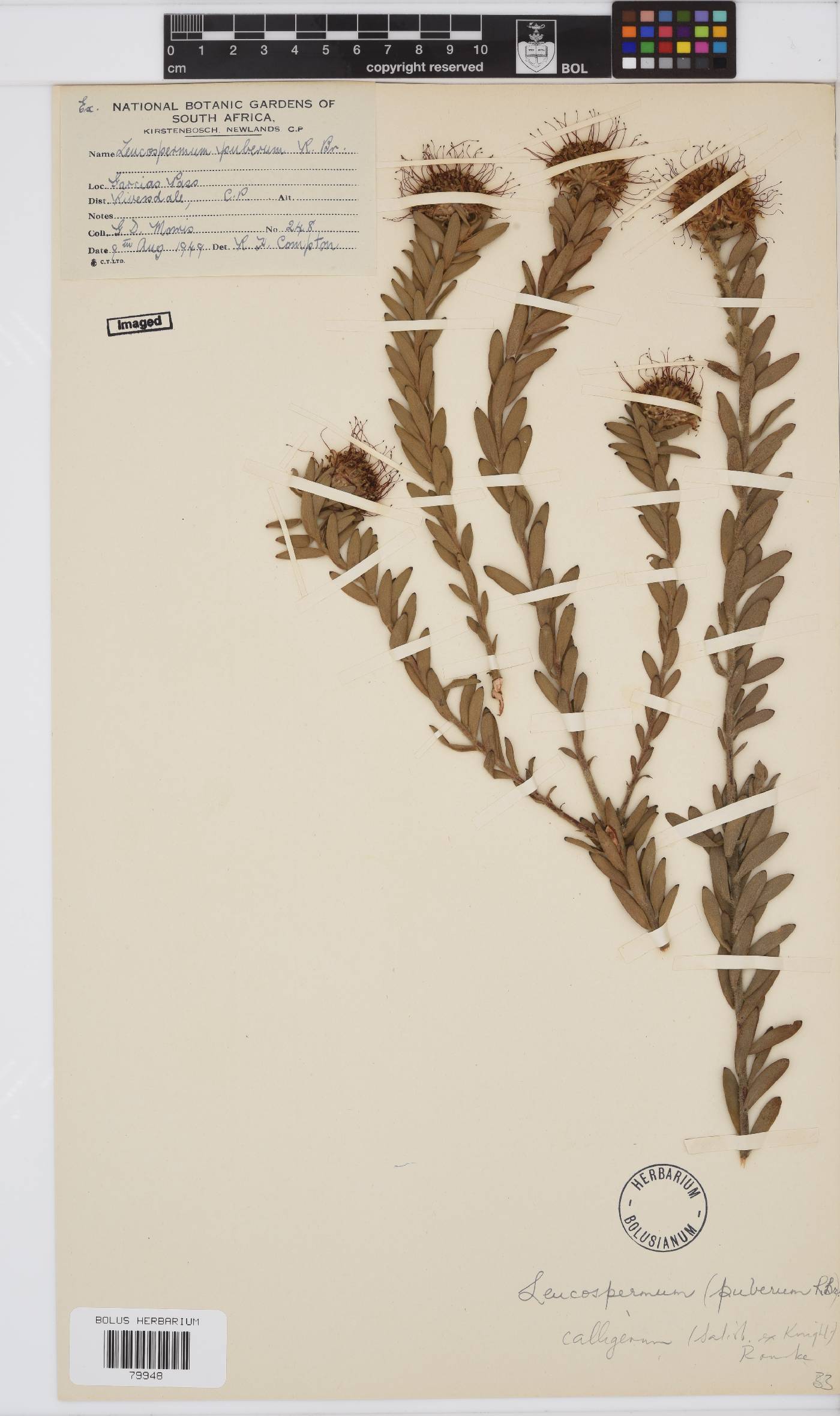 Leucospermum calligerum image