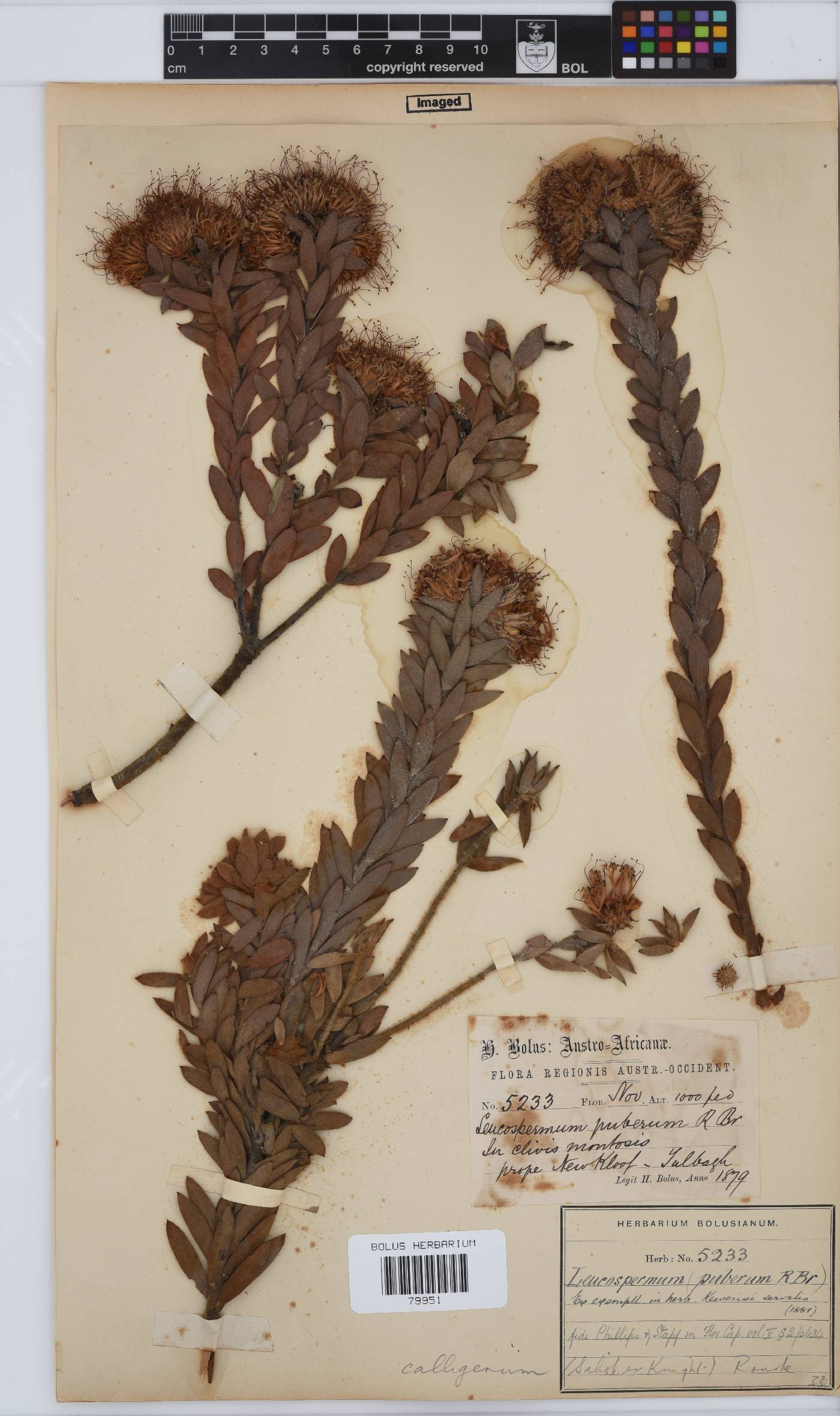 Leucospermum calligerum image