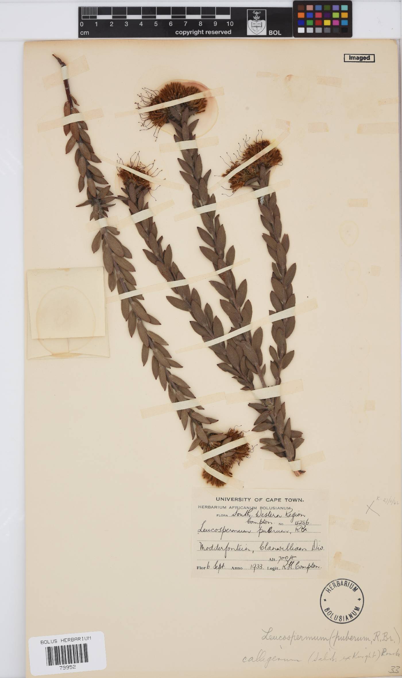Leucospermum calligerum image