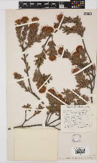 Leucospermum calligerum image