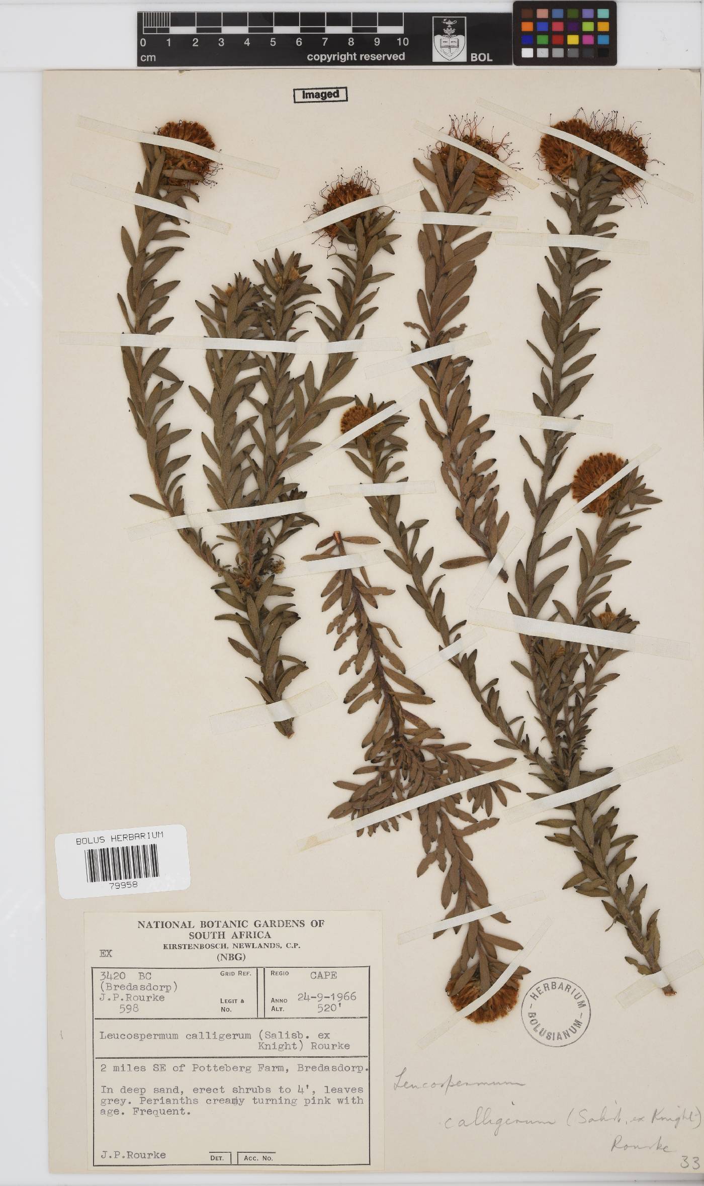 Leucospermum calligerum image