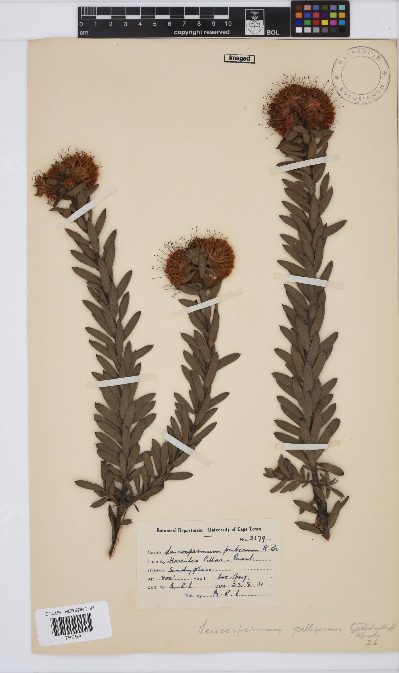 Leucospermum calligerum image