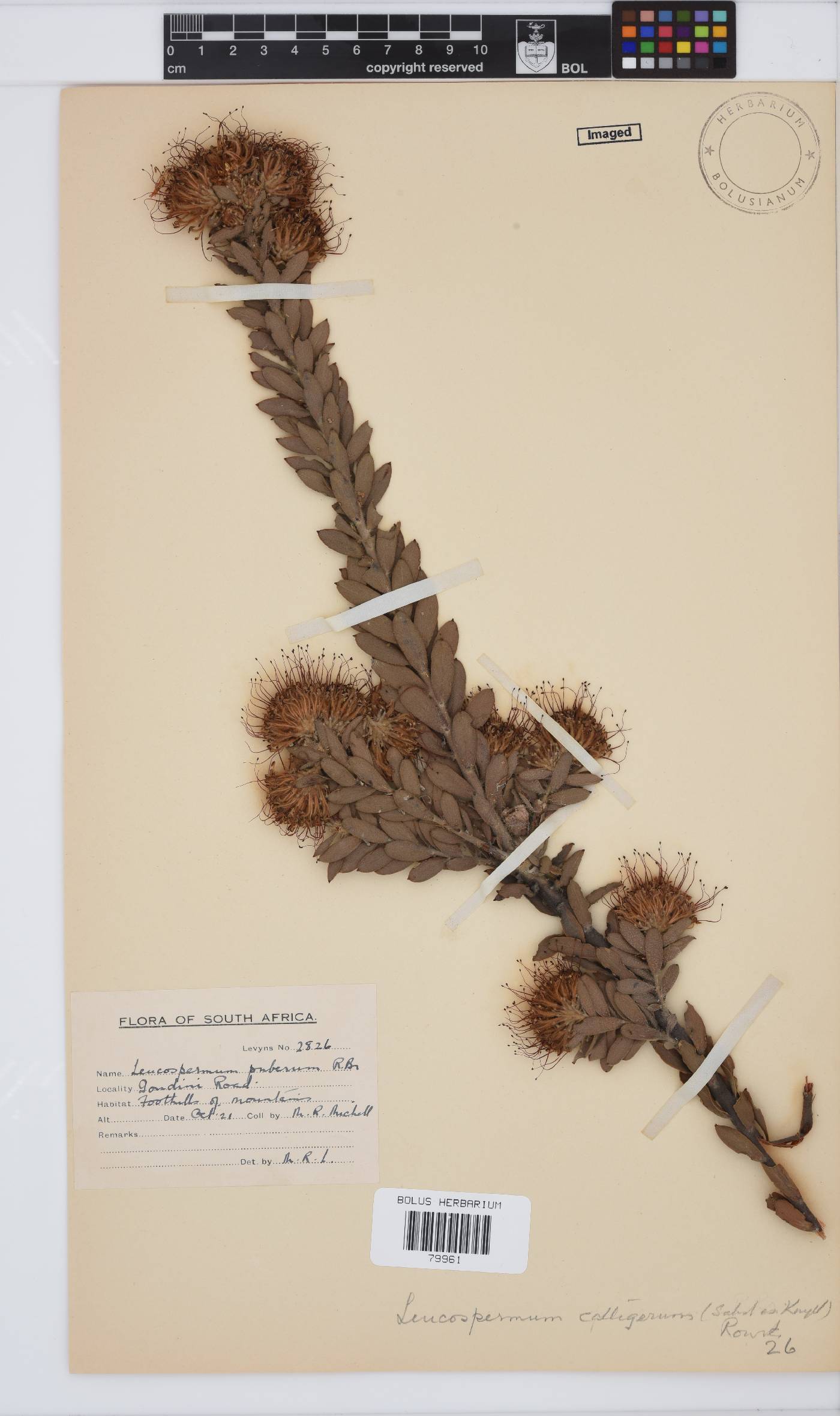 Leucospermum calligerum image