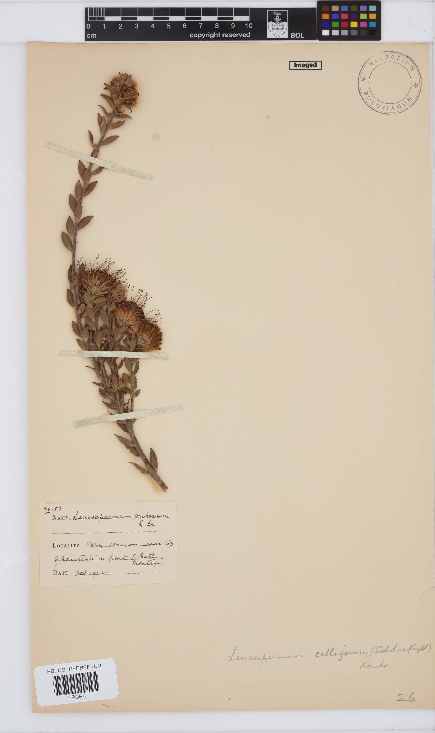 Leucospermum calligerum image