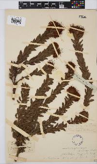 Leucospermum calligerum image