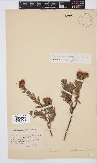 Leucospermum wittebergense image