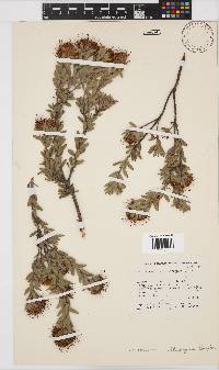 Leucospermum wittebergense image