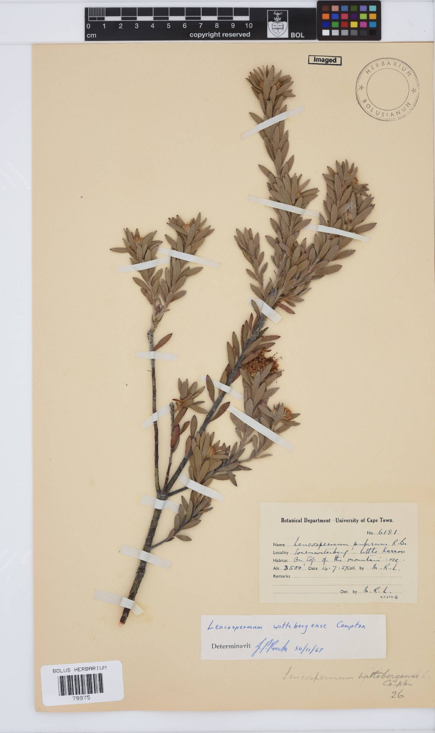 Leucospermum wittebergense image