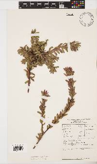 Leucospermum royenifolium image
