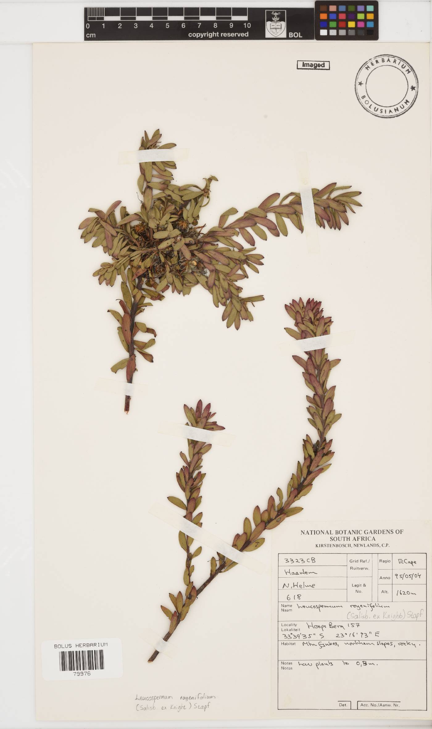 Leucospermum royenifolium image