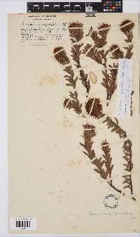 Leucospermum royenifolium image