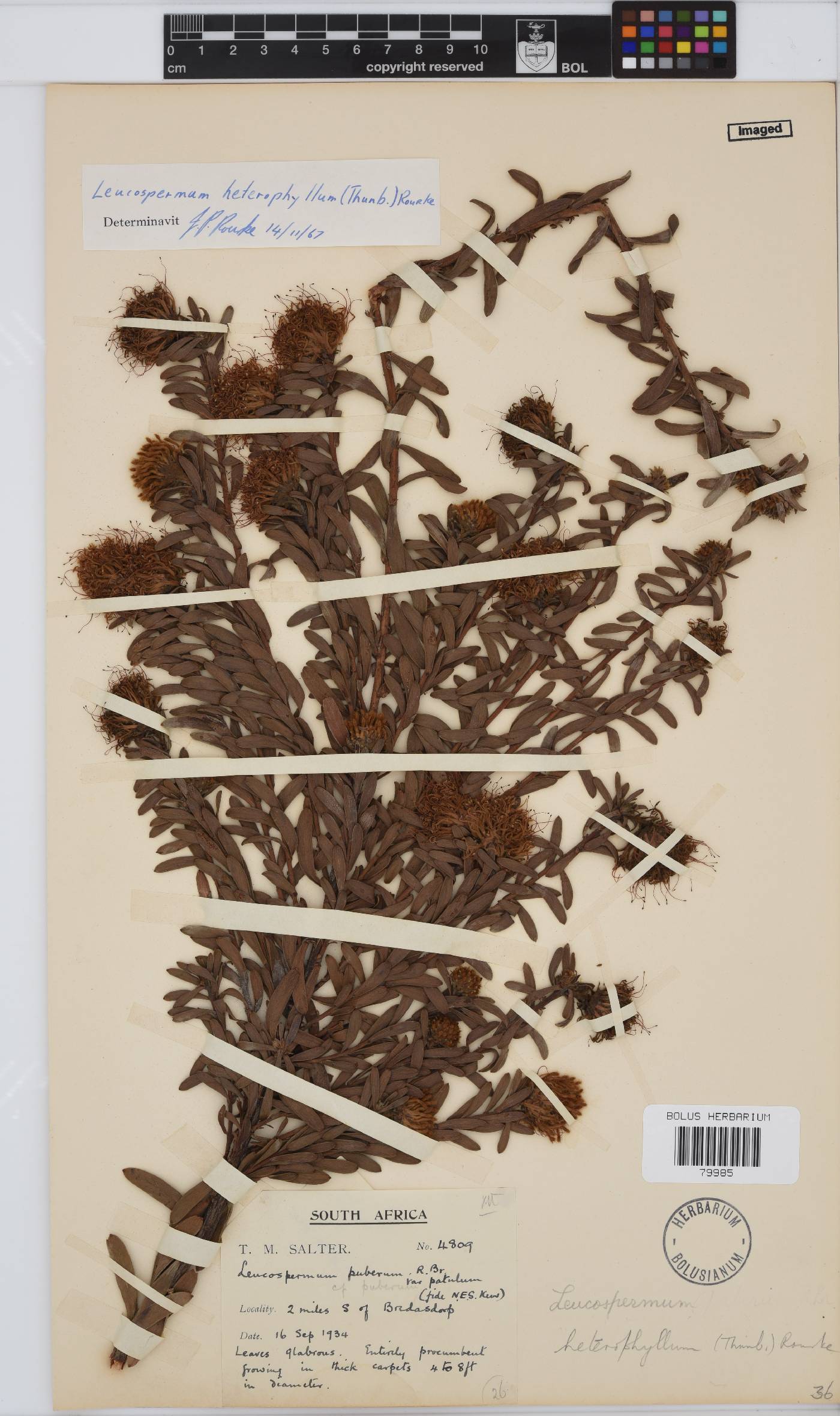 Leucospermum heterophyllum image