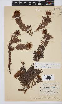 Leucospermum heterophyllum image