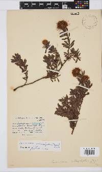 Leucospermum heterophyllum image