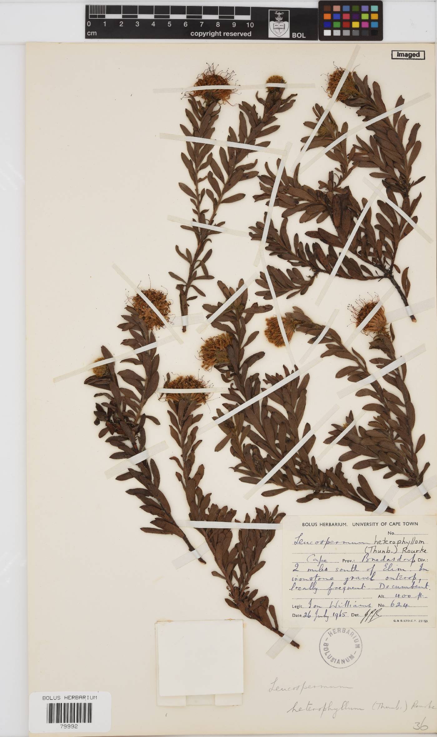 Leucospermum heterophyllum image