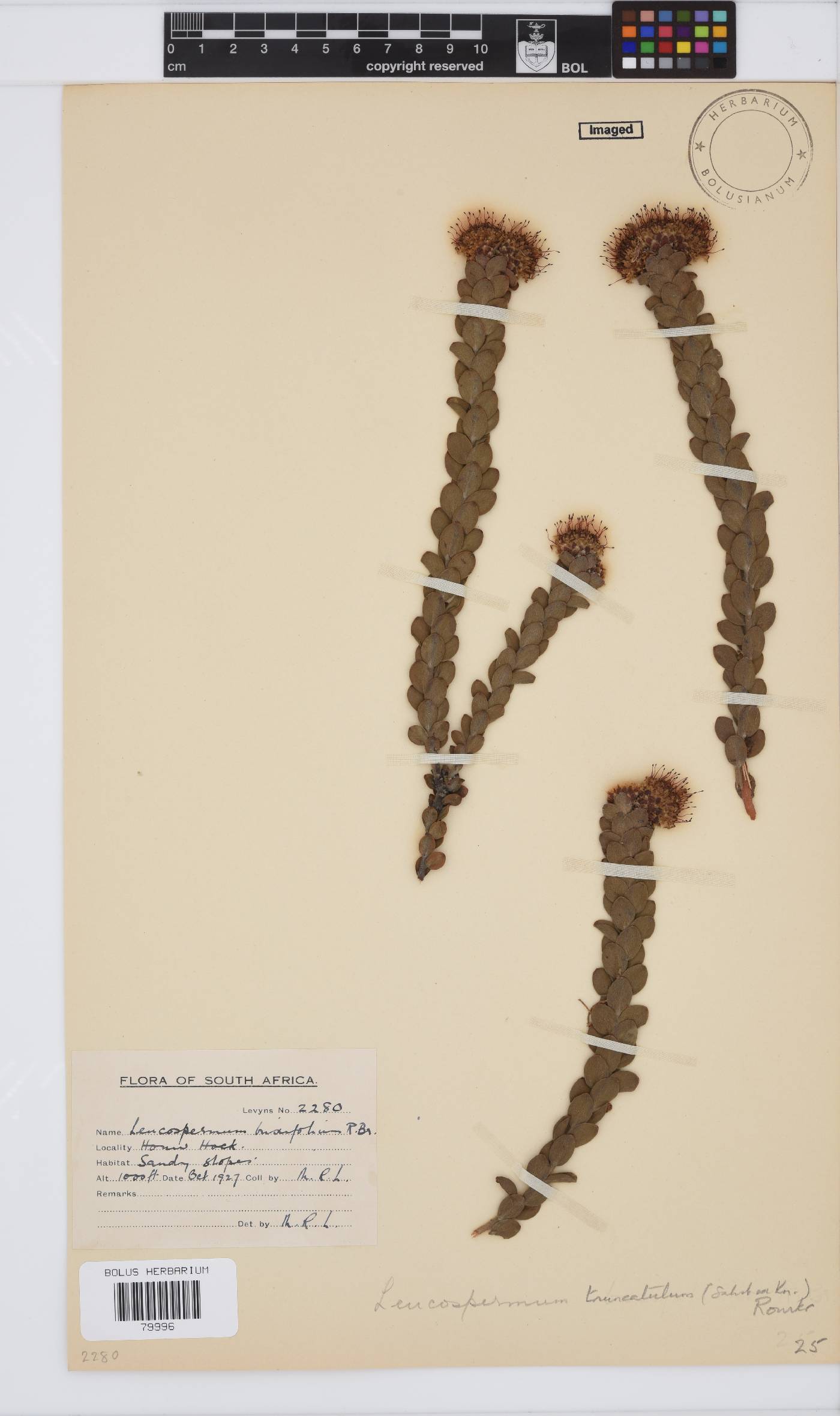 Leucospermum truncatulum image