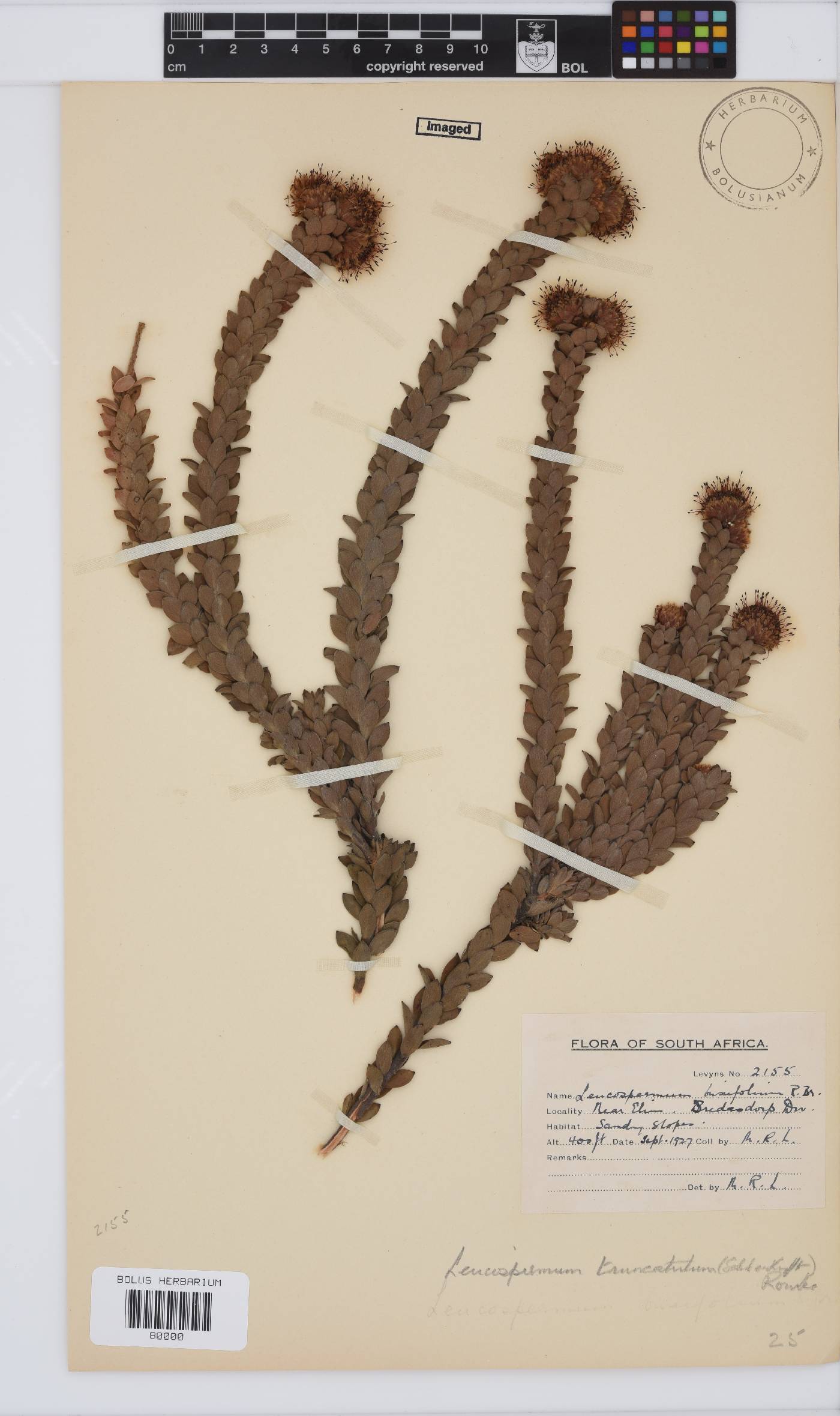 Leucospermum truncatulum image