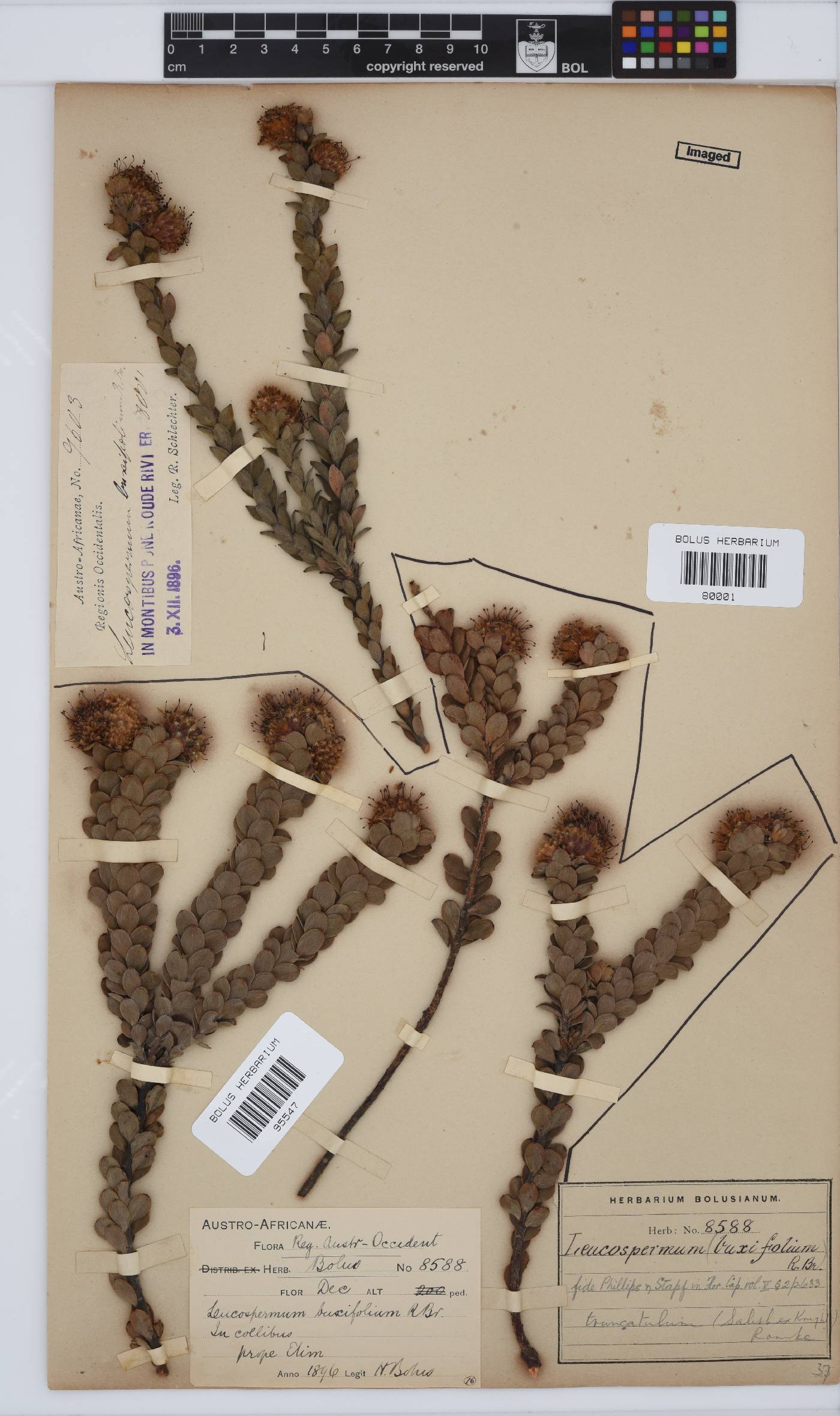 Leucospermum truncatulum image