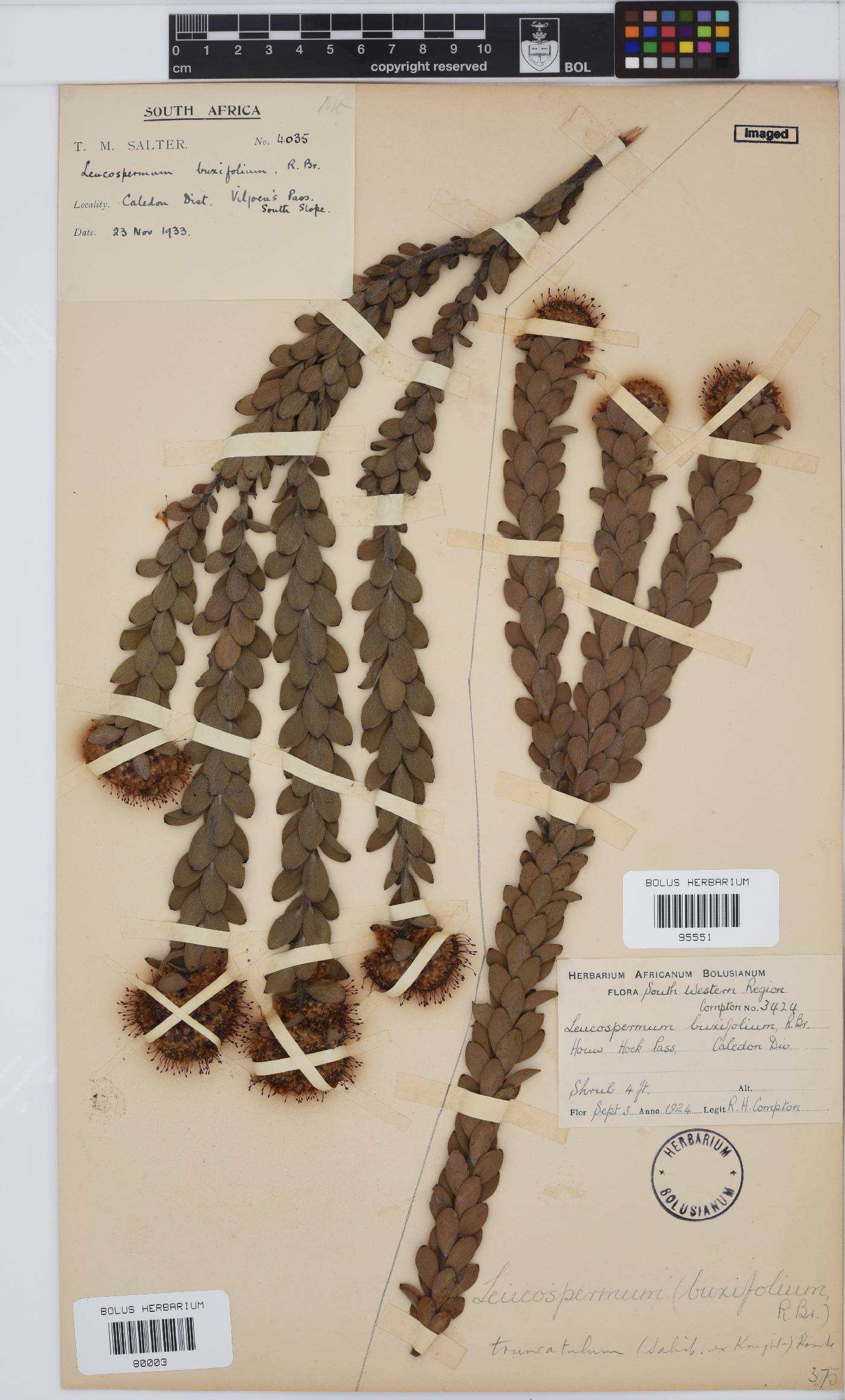 Leucospermum truncatulum image