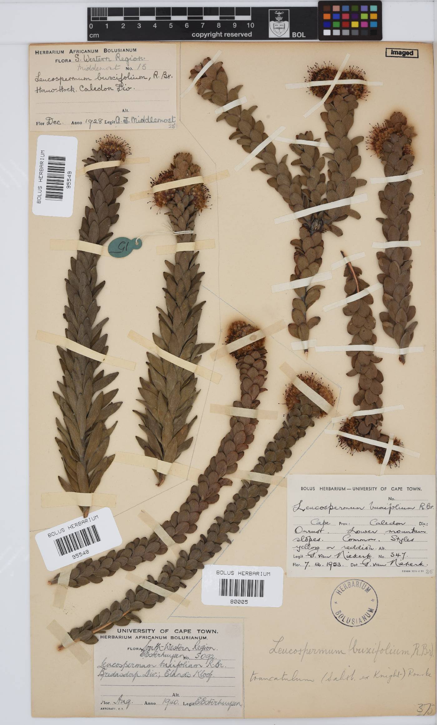 Leucospermum truncatulum image