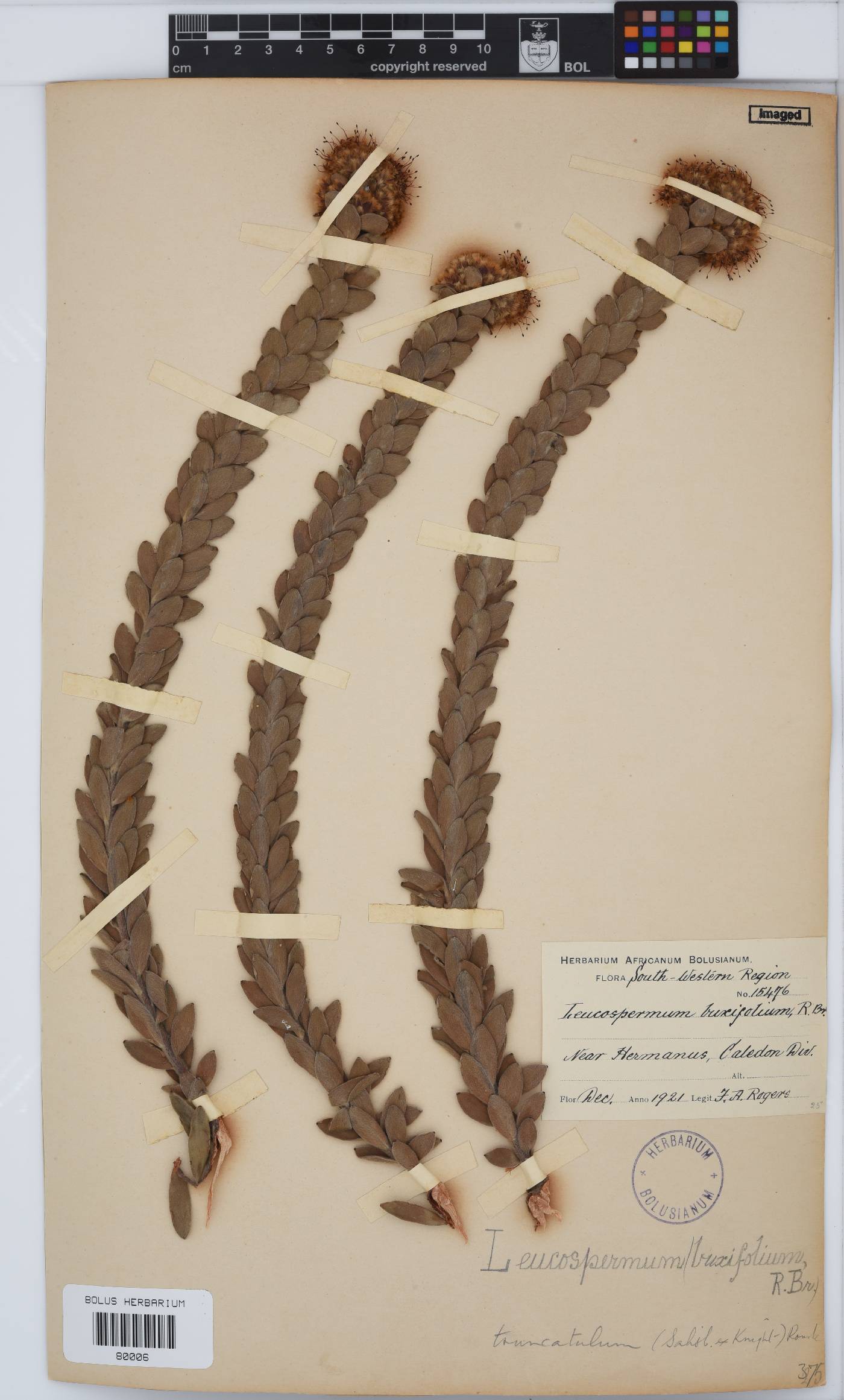Leucospermum truncatulum image