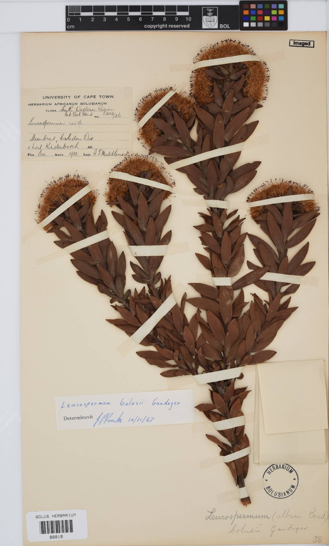 Leucospermum bolusii image