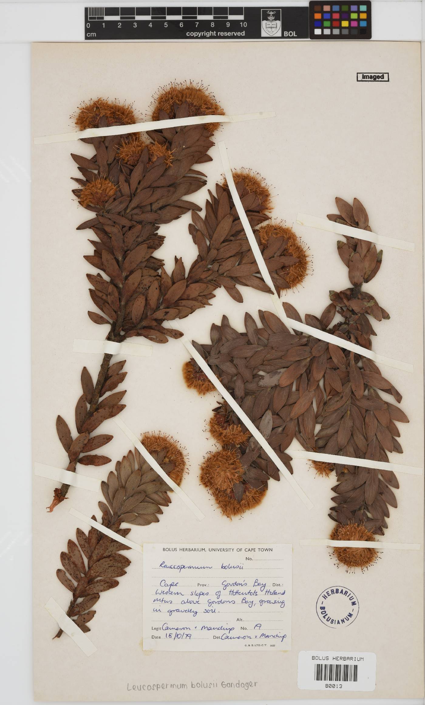 Leucospermum bolusii image