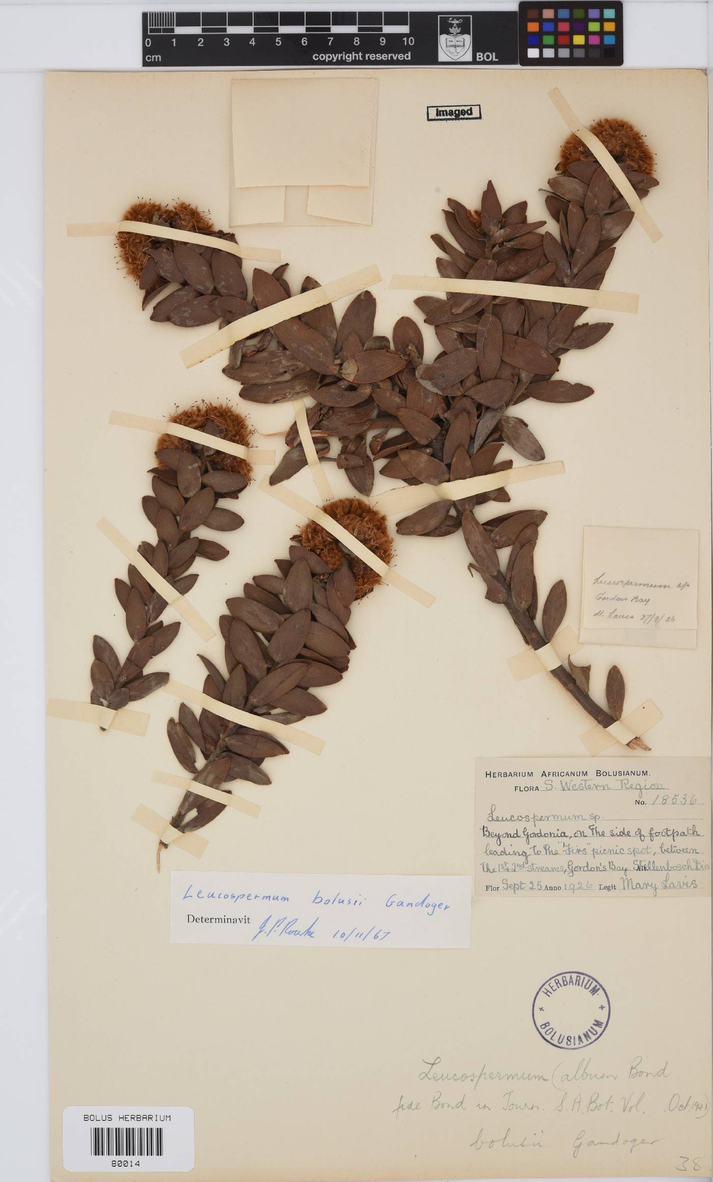 Leucospermum bolusii image