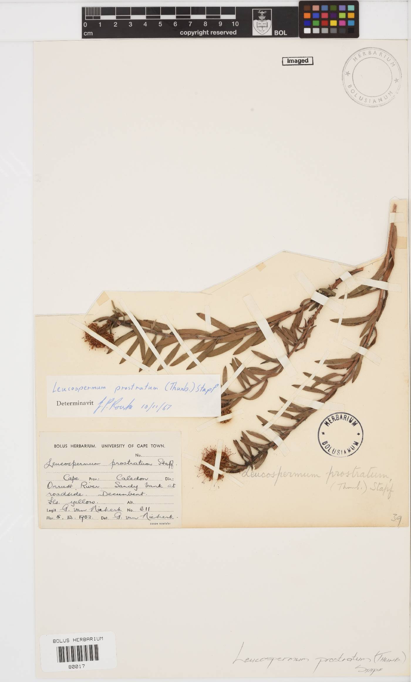 Leucospermum prostratum image