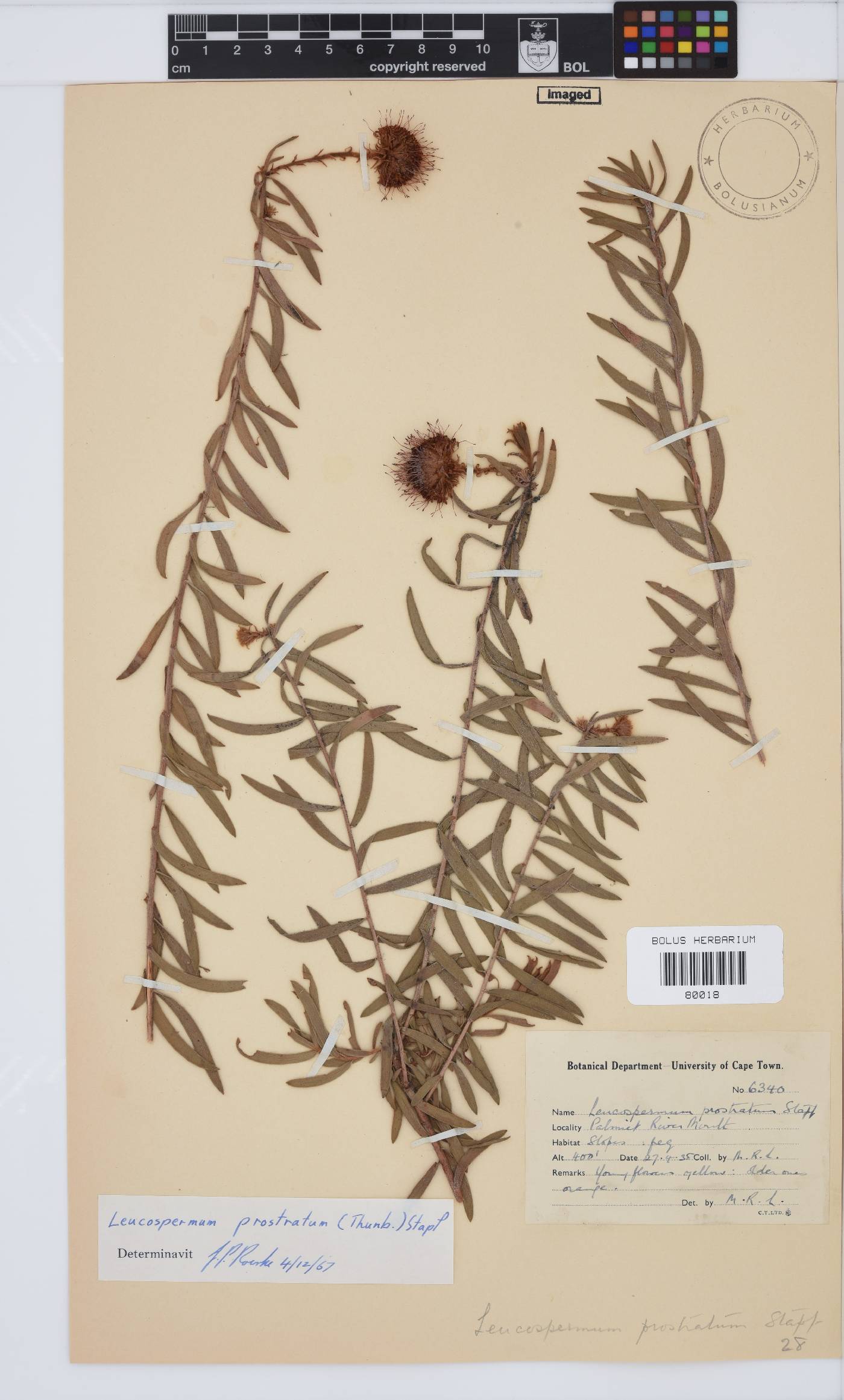 Leucospermum prostratum image