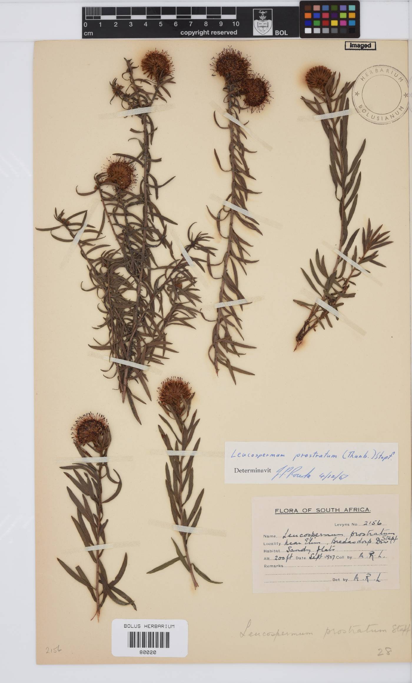 Leucospermum prostratum image