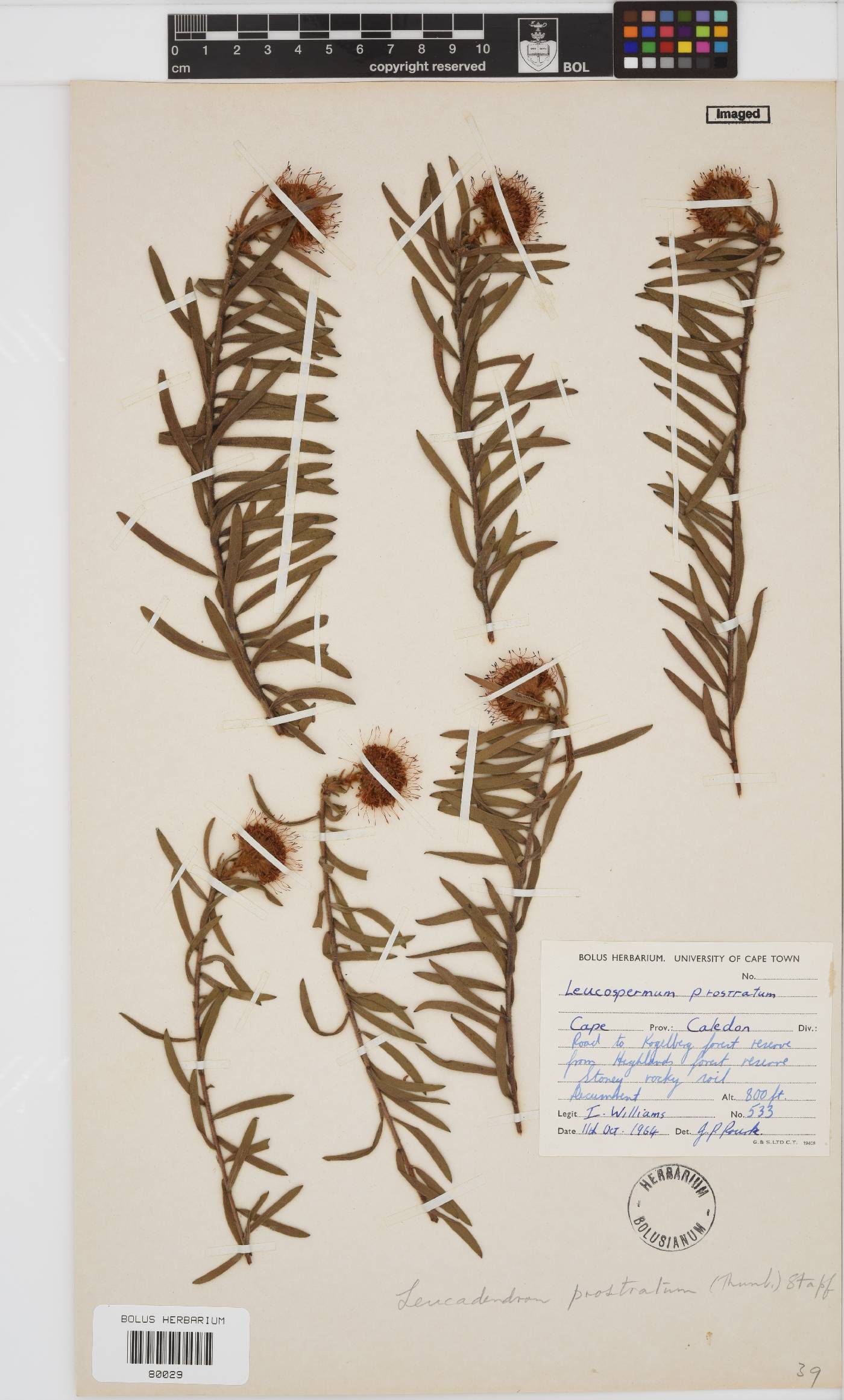 Leucospermum prostratum image