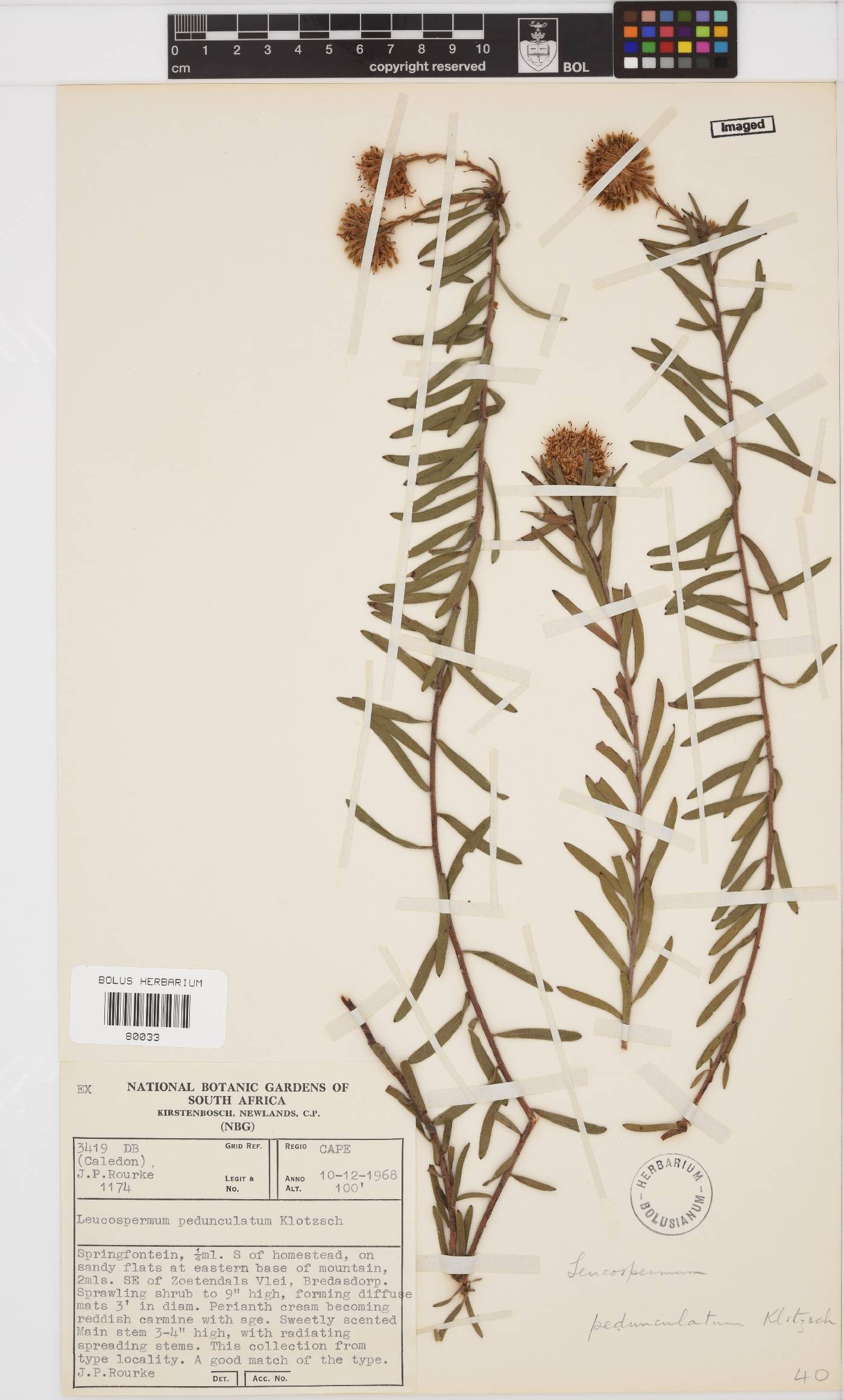 Leucospermum pedunculatum image