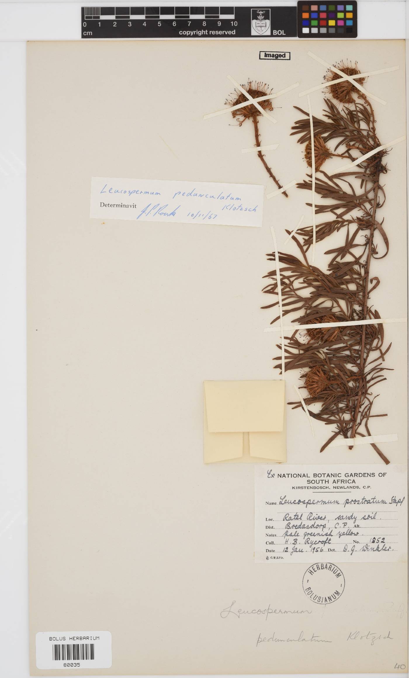 Leucospermum pedunculatum image