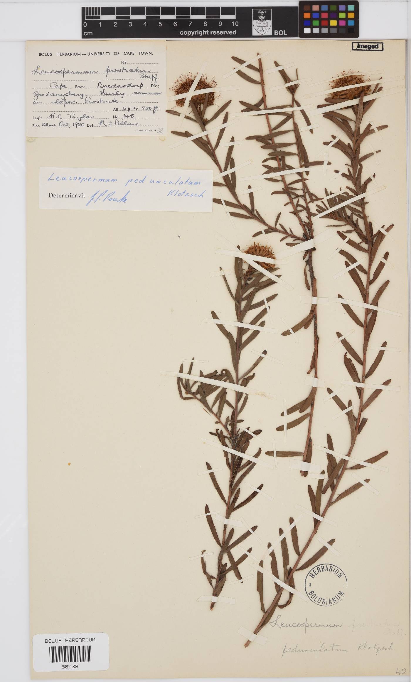 Leucospermum pedunculatum image