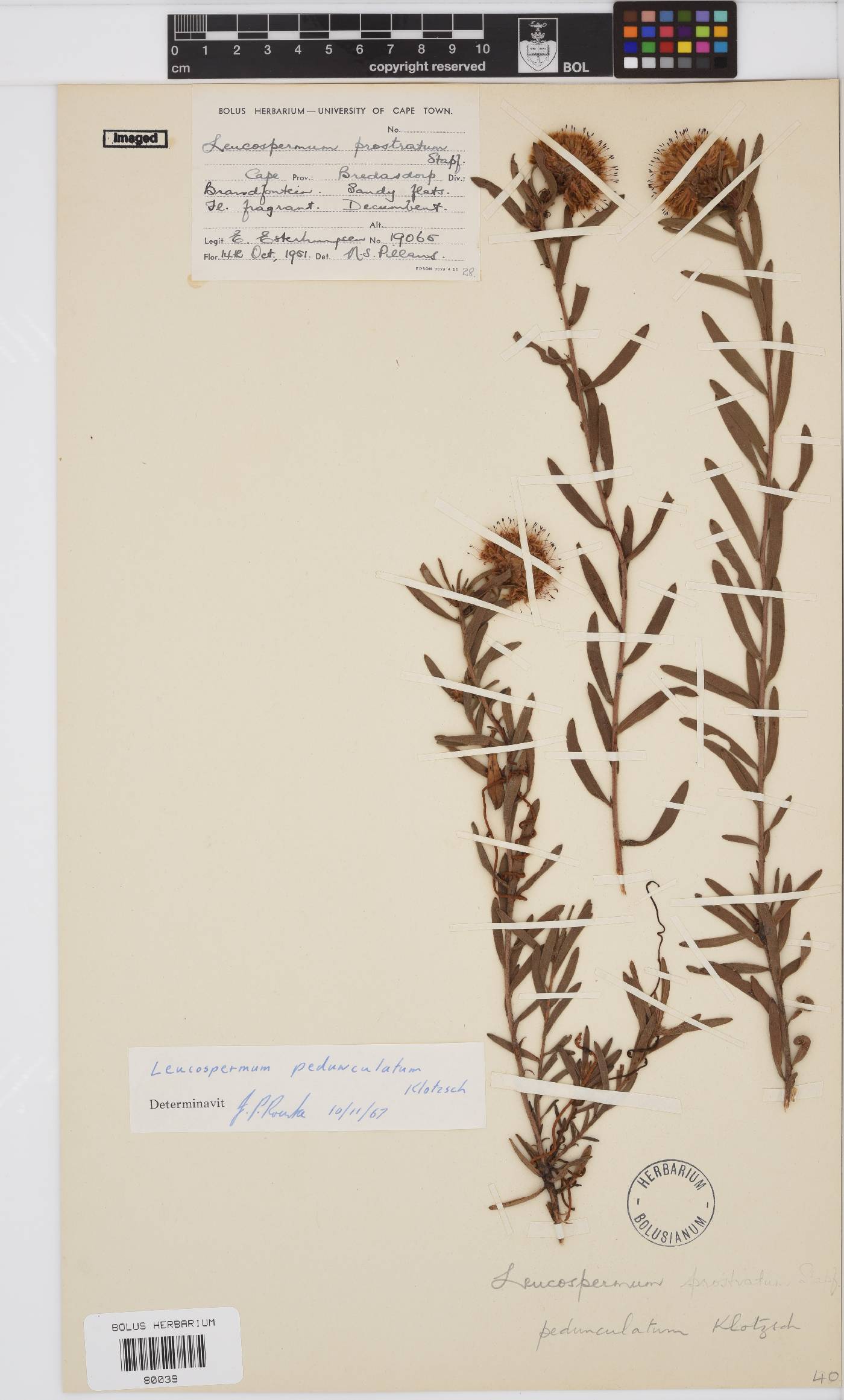 Leucospermum pedunculatum image