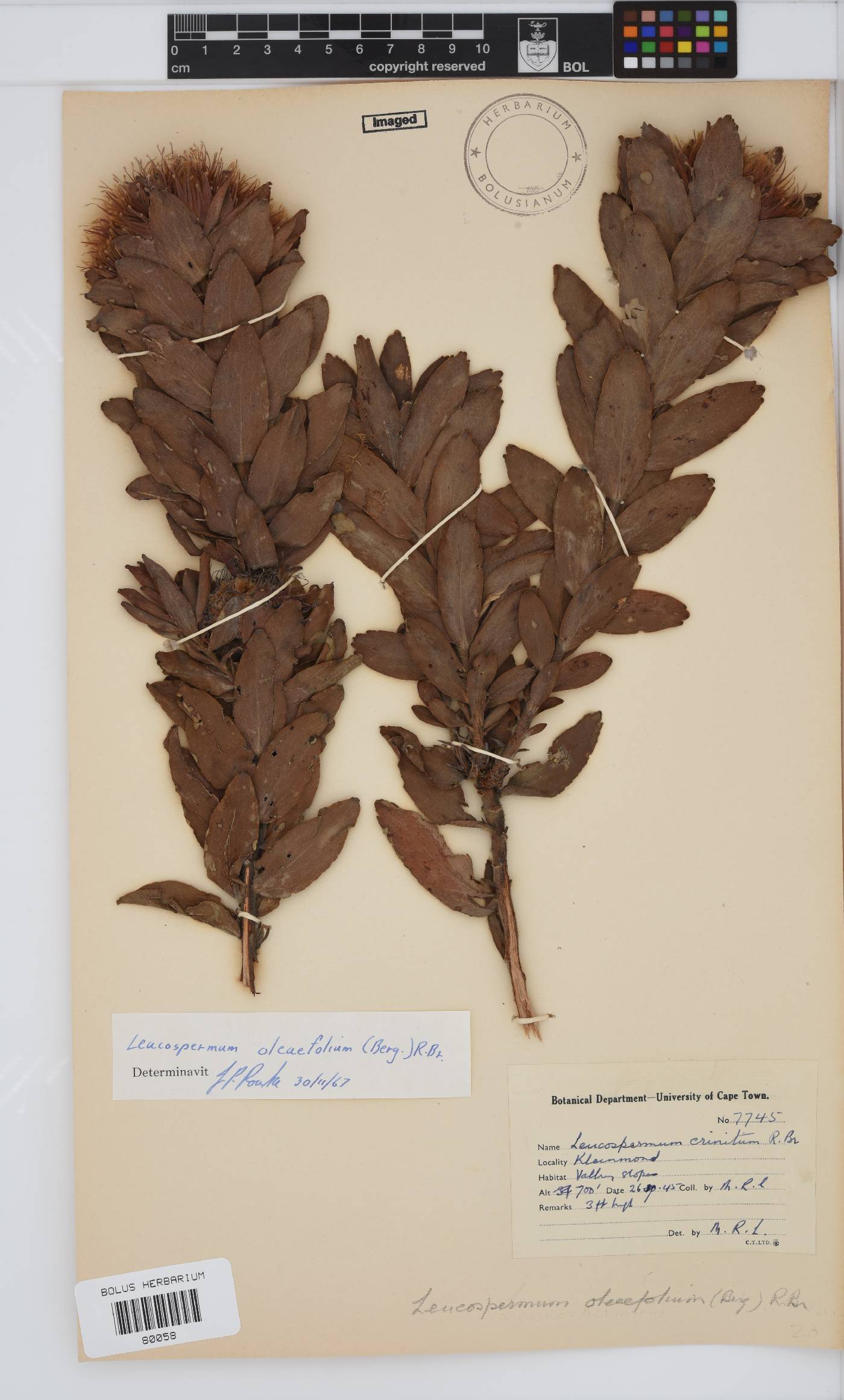 Leucospermum oleifolium image